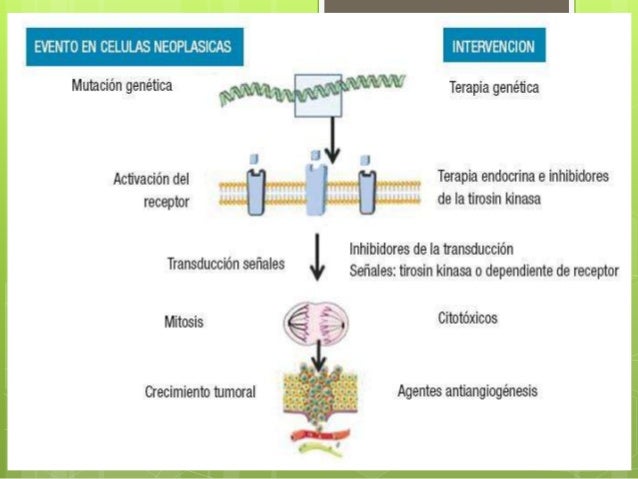 bicalutamida mecanismo de accion